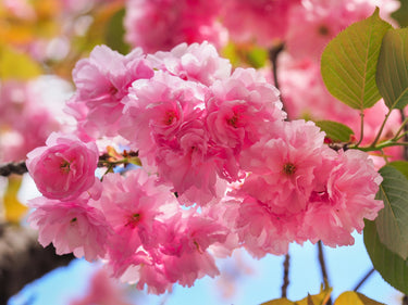 10 JAPANESE FLOWERING CHERRY Tree Oriental Prunus Serrulata Flower Seeds
